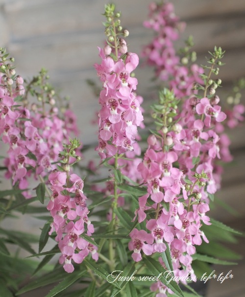 <i>Angelonia angustifolia</i><BR><BR>���󥲥��˥�<BR>�إ饺�٥꡼��