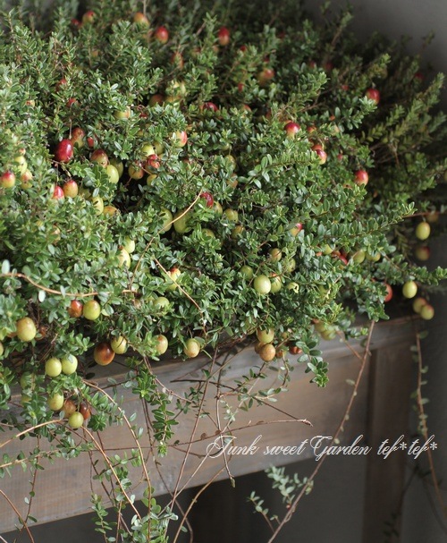 <i>Cranberry</i><BR><BR>�����٥꡼<BR>��̾�ؤĤ뤳������<BR>Ķ����ץ�󥿡���
