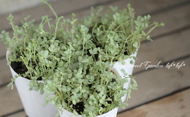 <i>Acaena saccaticupula</i><BR><BR><BR>إ⡼꡼