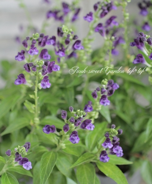 <i>Scutellaria��jyavanica</i><BR><BR>Ⱦ����OK�������ƥ�ꥢ<BR>��̾��Ωϲ��<BR>�إ٥�����