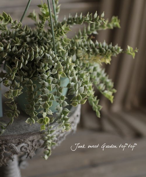 <i>Dischidia ruscifolia</i><BR><BR>������ǥ������ǥ���<BR>�ߥꥪ��ϡ��ȡإХꥨ��������