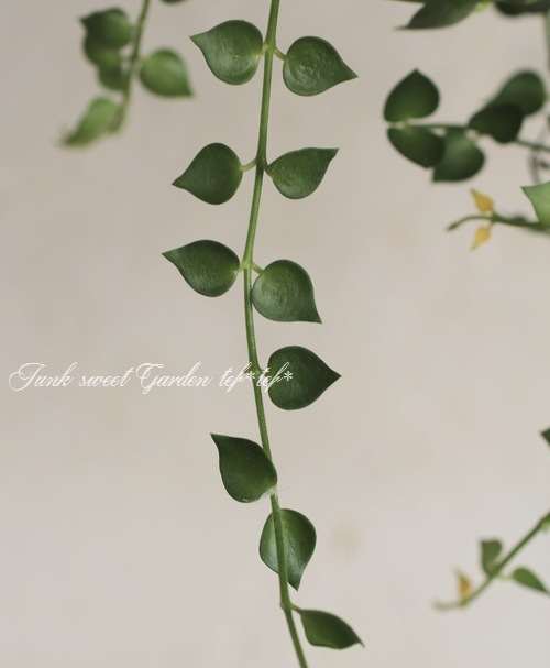 <i>Dischidia ruscifolia</i><BR><BR>������ǥ������ǥ���<BR>�ߥꥪ��ϡ��ȡإ��꡼��٥���