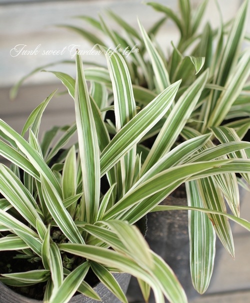 <i>Carex</i><BR><BR>����å���<BR>�إȥ쥸�㡼�������ɡ�