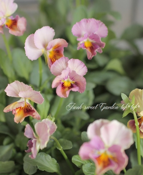 <i>Petunia��hybrida</i><BR><BR>������ݤ���<BR>�ӥ���إե���ե��ꥢ��