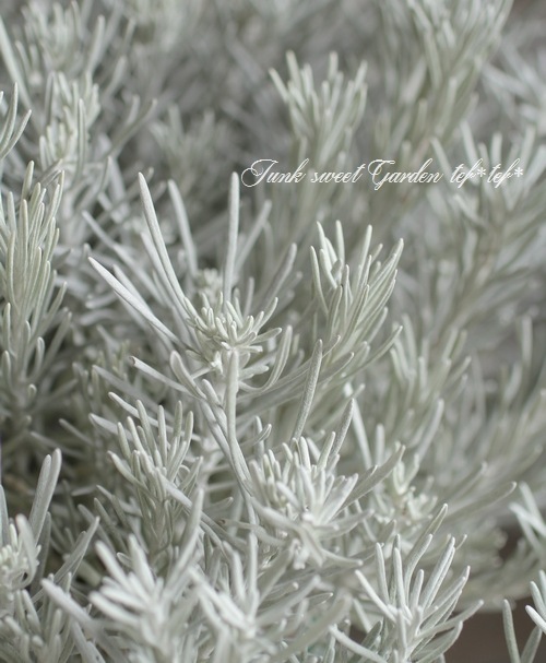 <i>Helichrysum thianschanicum</i><BR><BR>�إꥯ�ꥵ��<BR>�إ���С����Ρ���