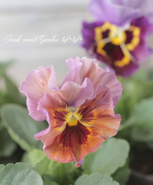 �ե��ѥ󥸡����ե�ե�إ֥��󥺡�