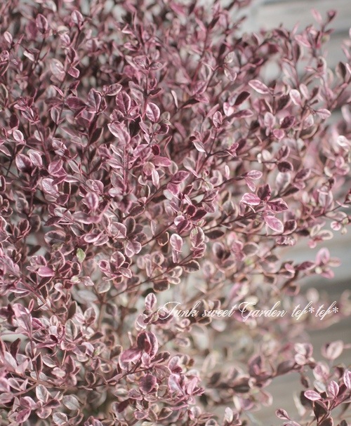 <i>Lophomyrtus ralphii</i><BR><BR>���ե��ߥ륿��<BR>�إޥ��å��ɥ饴�����ȭ��