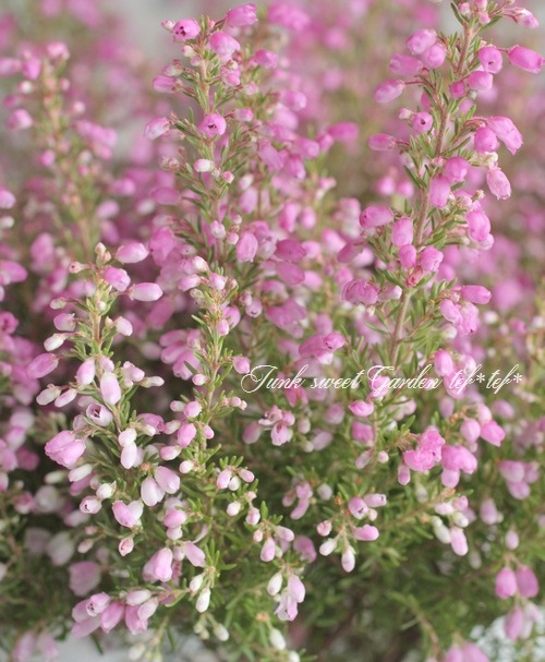 <i>Erica melanthera</i><BR><BR>���ꥫ �����󥻥�<BR>�إӥ꡼�֥�����ɡ�