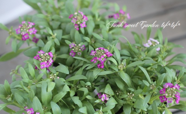 <i>Lobularia hybrid</i><BR><BR>�������ȡ�����å��� �إ���������