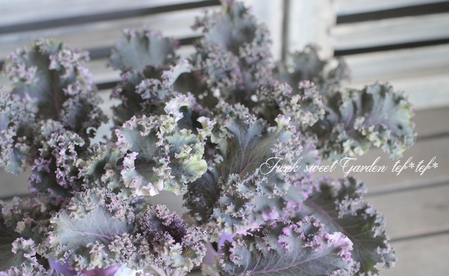 ���쥬��ȥ����롡�إ�����������ӥ�������