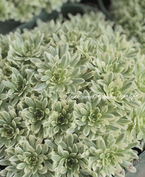 <i>Saxifraga</i><BR><BR>���α�����<BR>�����ꥯ��ޥ���<BR>�عȾ�Į��