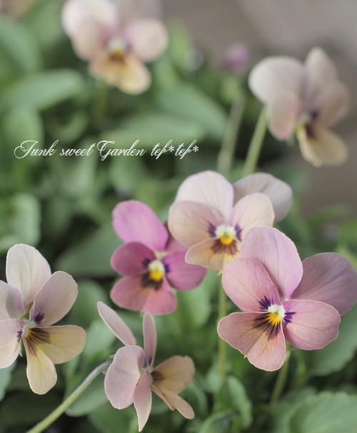 ���ߤ�ȥӥ��顡�إ��󥴥��⡼���