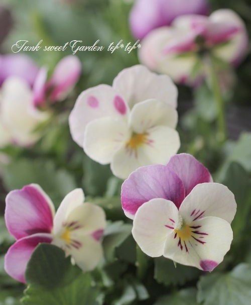 ハンドメイド　ビオラ ミニマム[ビオラ]2way刺繍のネームプレート | mimi刺繍 mimi