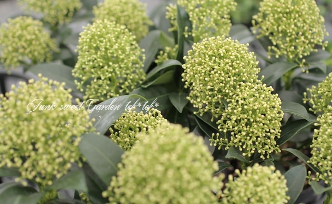 スキミア 『ホワイトドワーフ -White Dwarf-』 耐寒性常緑低木