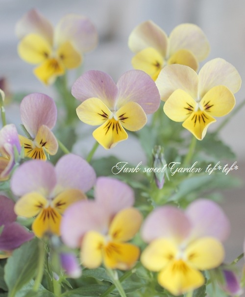 i>Viola×wittrockiana </i><BR><BR>スイーツビオラ<BR>おそらく