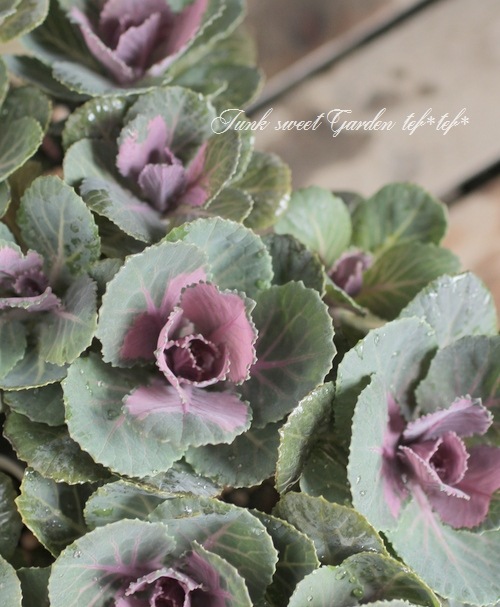 ����ƥ������ղ�ð����˨�֥��å�����