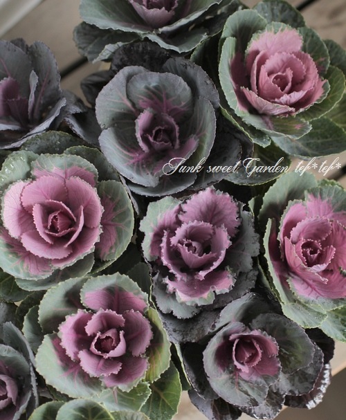 <i>Brassica</i><BR><BR>����ƥ������ղ�ð<BR>��3�ܥ֡�����Ω��<BR>��˨�֥��쥯������