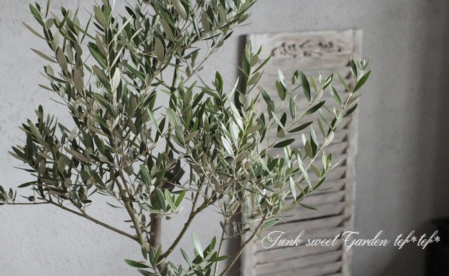 <i>Olea europaea</i><BR><BR>�����ɤ����ɳ���<BR>�ߺϲ�����Υ��꡼��<BR>�إߥå�����