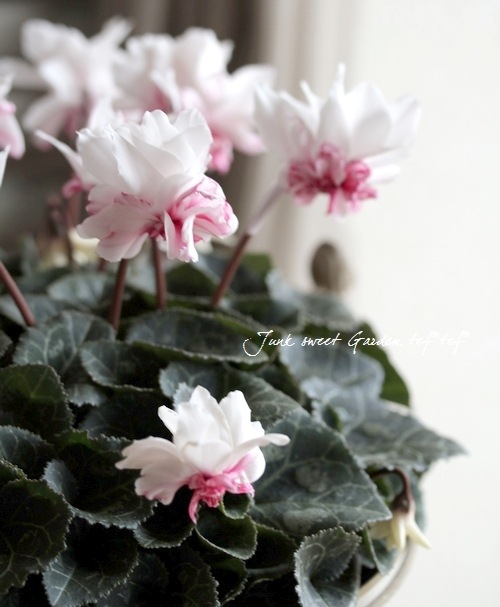 i>Cyclamen persicum</i><BR><BR>八重咲きシクラメン<BR>万重咲き香り
