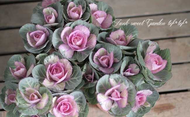 寄せ植え向き ミニ葉牡丹ブーケ仕立て ブーケピンク C すべての商品 Junk Sweet Garden Tef Tef