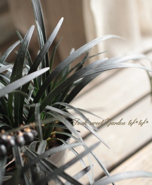 �֥�å����ɥ��饹 �ع�ε-������奦-��