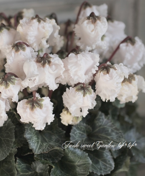 i>Cyclamen persicum</i><BR><BR>シクラメン<BR>『シャンデリア