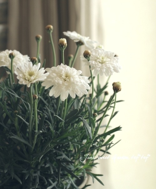 作家様ザ、マーガレット、バブナー　　世界に1体のベアー 作家様ザ、マーガレット、バブナー 世界に1体のベアー