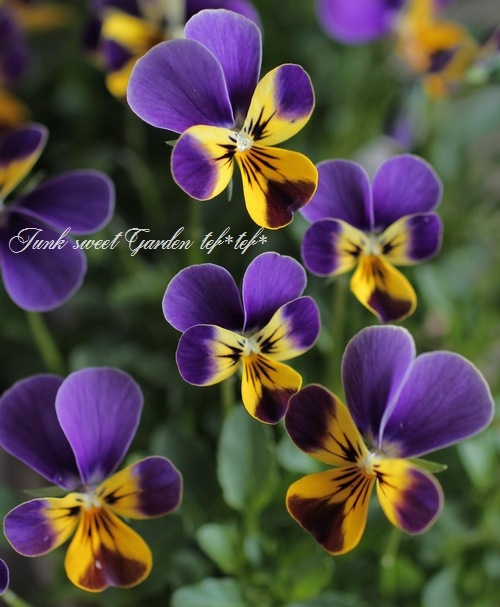 ゲブラさんのオリジナルビオラ 『チュニチュニ・ラブブルー』 | Flower