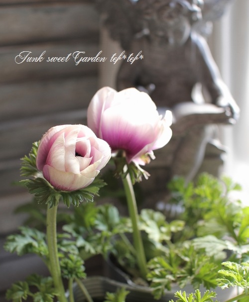 あねもね i>Anemone”Porto”</i><BR><BR>アネモネ<BR>矮性品種 『・ポルトMIX