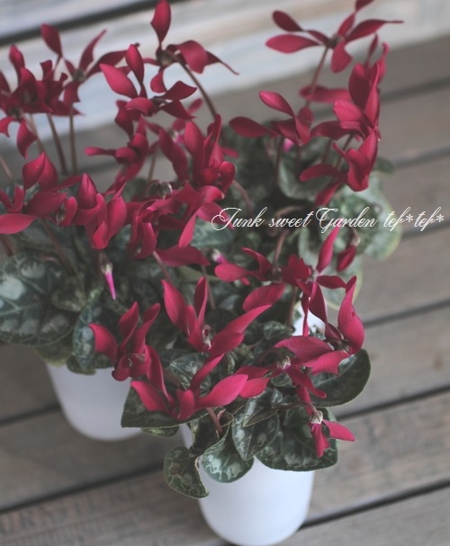 大栄花園ブリーディングセレクション ミニシクラメン マクルール チョコレート すべての商品 Junk Sweet Garden Tef Tef