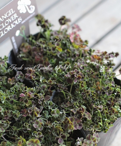 �ߤ�ȱ�ݥ��󥸥��륯�����С����إ����ꥢ����