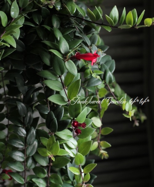 <i>Aeschynanthus </i><BR><BR>��ȥ��åȤ�tef*tef*Green�����ǥ��͡���<BR>�إ������ʥ󥵥��ߥ֥ꥭ��