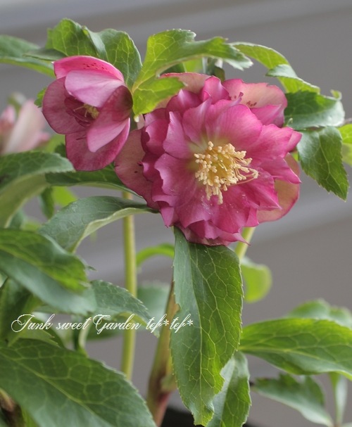 クリスマスローズ・開花株！『ダブル咲き』 特大7号鉢 2017No.2