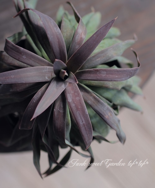 ユッカ 『デスメティアーナ』 No.1 | すべての商品 | | Junk sweet