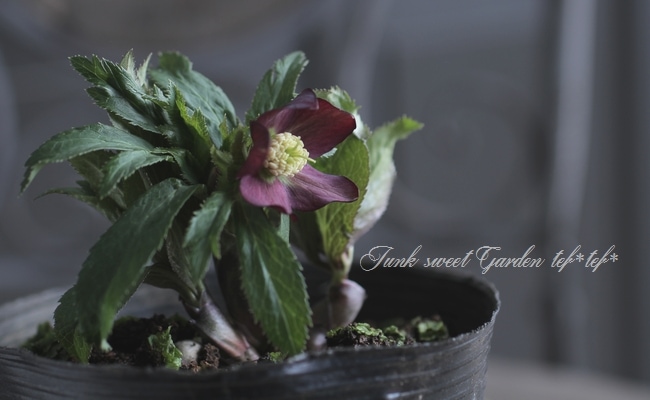 ★クリスマスローズ.原種系クロアチカス開花株.現品★ 12159_1.jpg