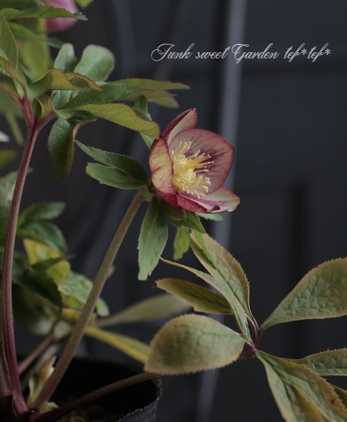 クリスマスローズ 富山県・松浦園芸 『ネオンシェード No.M』 | すべて