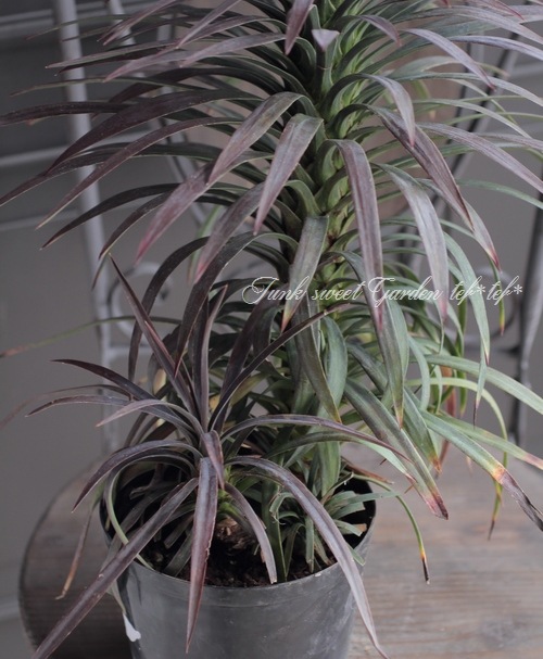 ユッカ 『デスメティアーナ』 No.13 | すべての商品 | | Junk