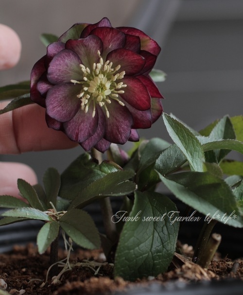 ナーセリー夢花人 クリスマスローズ 『グレープバイカラーダブル』 M-8