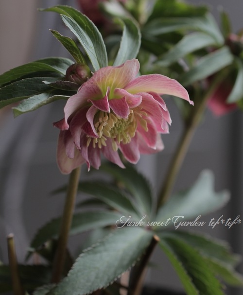 ナーセリー夢花人 クリスマスローズ 『原種系ピンクアプリコットバイ