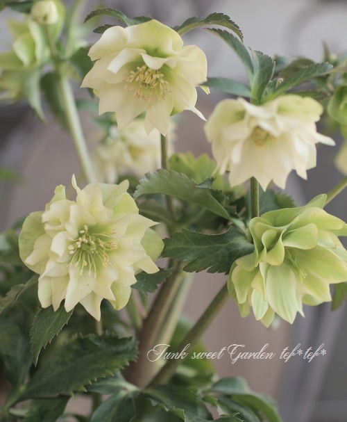 クリスマスローズ・開花株！『ダブル咲き』 特大7号鉢 2017No.は