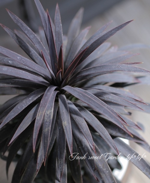 ユッカ 『デスメティアーナ』 No.C | すべての商品 | | Junk sweet