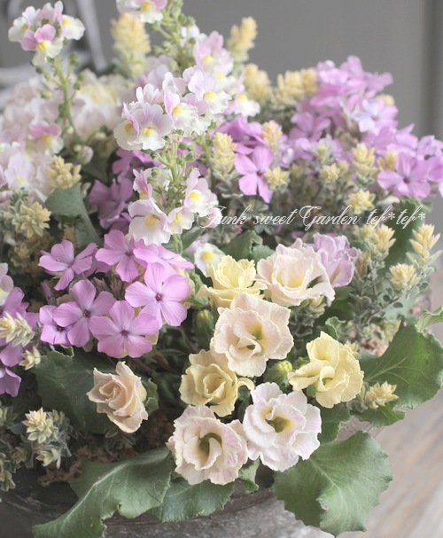 ぱぱさん専用 / Floraison マザー牧場に100万本ネモフィラ！ チューリップとのかわいいコラボも