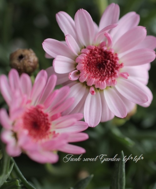 たんぽぽ咲きマーガレット 『ぽぽたん』 ピンク | すべての商品 たんぽぽ咲きマーガレット 『ぽぽたん』 ピンク | すべての商品