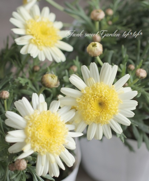 ����ݤݺ餭�ޡ�����åȡ��ؤݤݤ���١���������