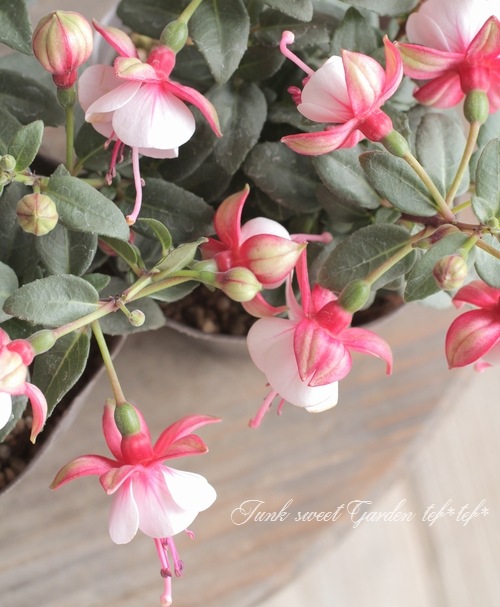 フクシア プーニー グリーン ピンク すべての商品 Junk Sweet Garden Tef Tef