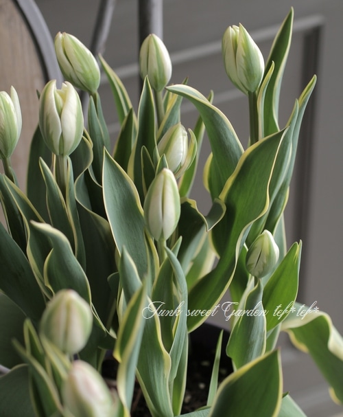 冷蔵チューリップ・約7球植え 大人色！八重咲き 『斑入りトップ