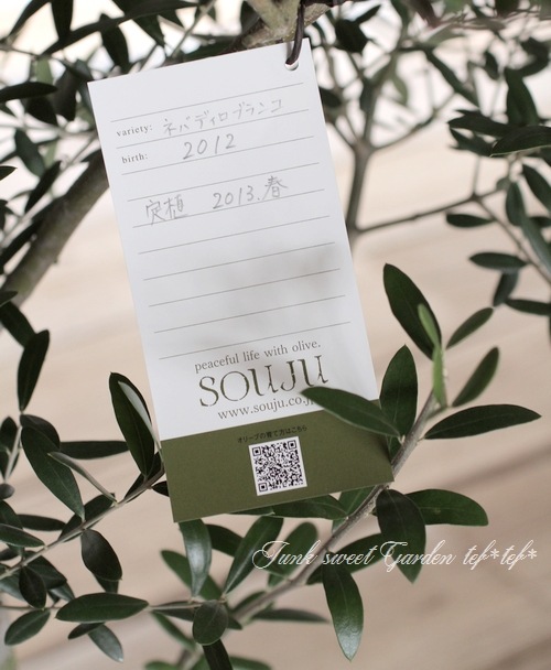 ���꡼�֡��إͥХǥ����֥�󥳡١������ɤ����ɳ������ߺϲ�souju�����Ω�ơ�no.2