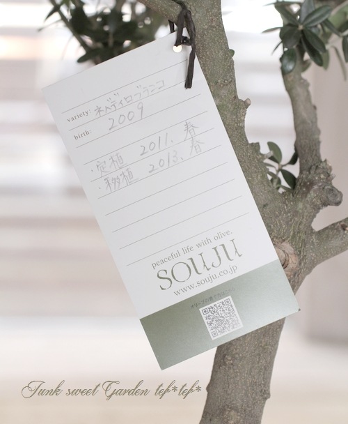 ���꡼�֡��إͥХǥ����֥�󥳡١������ɤ����ɳ������ߺϲ�souju�����Ω�ơ�no.3