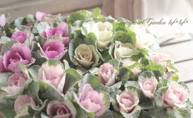 i>Brassica </i><BR><BR>寄せ植え向き♪<BR>超！ミニ葉牡丹<BR