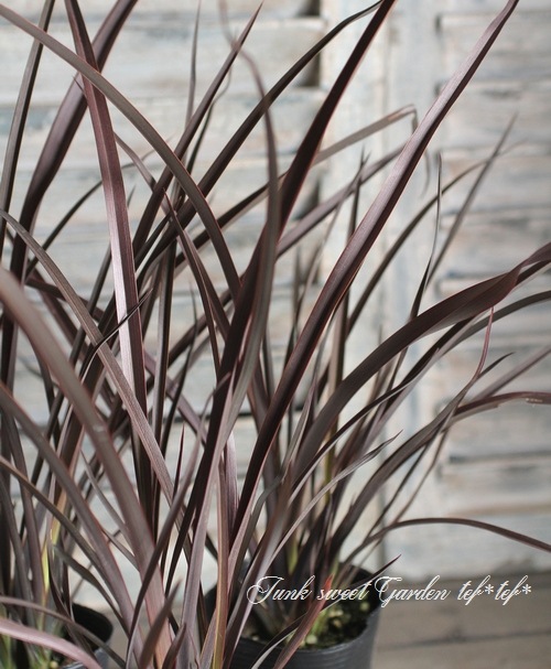 �˥塼������󡡡إ��祳�졼�ȥ��å�����